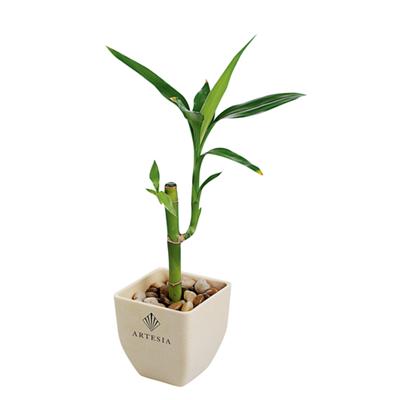Custom Bamboo Single Shoot Pot Set
